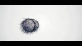 Animation | BALLS!