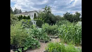 My Top Tips for Garden Success! (2024) #30