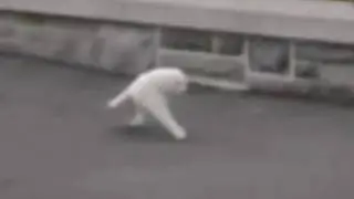 long bois