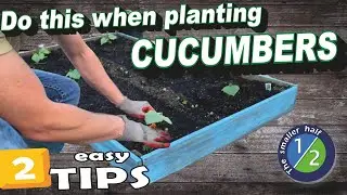 How to grow more cucumbers Gardening Tips and Tricks 2022