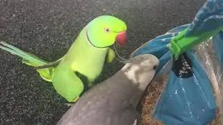 Birds play with bag of food #Shorts