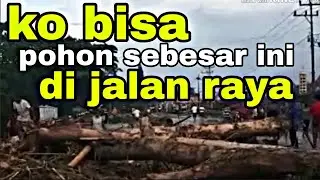 Kondisi banjir di sentani kobisa pohon sebesar ini..