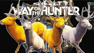 I Hunt Every Roosevelt Elk Herd on Aurora Shores | Way of the Hunter