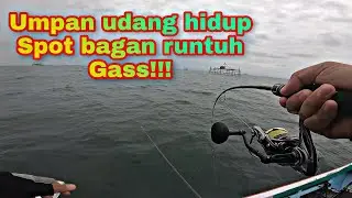 mancing dasaran - umpan udang hidup auto panen di spot bagan runtuh