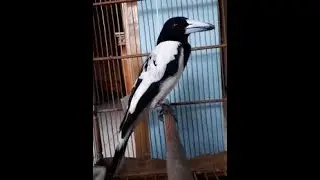 Burung Jagal Papua gacor dan jinak
