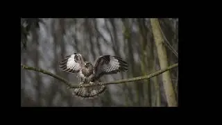 common buzzard slow motion and shots