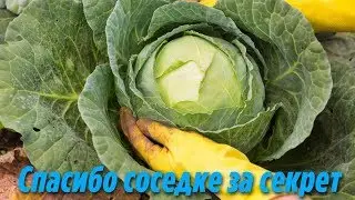 Теперь я всегда с Капустой Подкормите этим Капусту чтобы быть с урожаем каждый год Супер подкормка