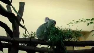 Koala @ Schönbrunn