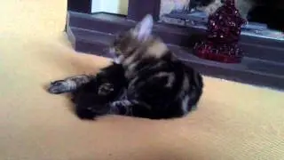 Утомляющее умывание мейн-куна :). Tiresome washing