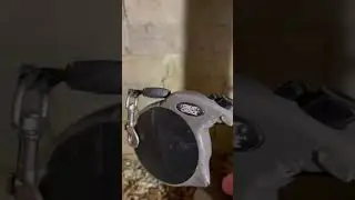 Dog Leash