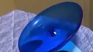 Мой пет на карантине!😂😂😂😂😂