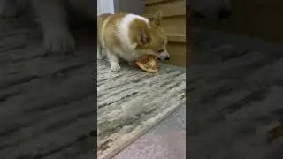 Корги Максяш украл пиццу !!!