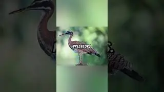 Amazing Sunbittern Facts...🦅🌊☀️🌴#science#sunbittern#nature#wildlife#leaf#sun#soil#denseforest#fyp#1m
