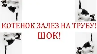 25 августа Смотреть всем! Милый котенок залез высоко на трубу и не можеть слезть! 2016! Ржака! Шок!