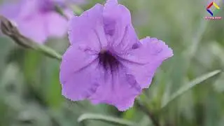 Ruellia humilis, Kencana Ungu