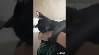 🐾Моя милая Котя🐾