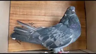 A Conversation About Pigeons. G.I. Udovichenko Breeding Center. Part 2