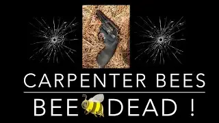 GET RID OF CARPENTER BEES THE FUN WAY !! SHOOTING AND RELOADING 