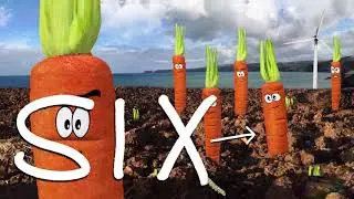CARROTS IN A FIELD