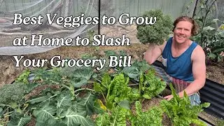 Best Veggies to Grow at Home to Slash Your Grocery Bill