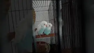 Cute love birds #love #lovebirds #cutebaby #birds