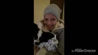 Покупка долгожданного щенка папийона! 🐕🐶