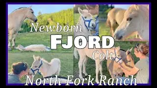 BABY HORSES -FJORD COLT #farming #horse #horses  #babyanimals #cuteanimals #animals #farmer