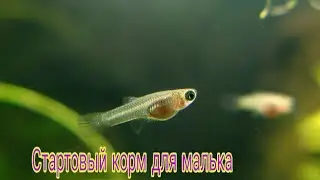 Стартовый корм для малька из жолтка.