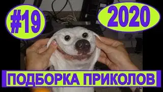 #подборкаприколов2020 #19 #лучшиеприколы2020 #смешноевидео2020 #coub #киноприколы #любительскоевидео