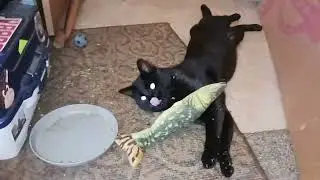 (1626) Giving Catnip to a Wild Cat 🐈‍⬛