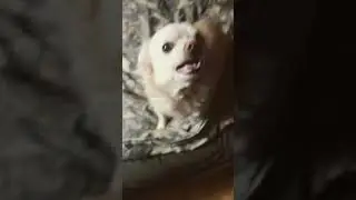 На меня нопал Ченя моя собака ☺️