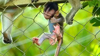Mommy Help | activities Baby Monkey Training | Wild MonkeyIu