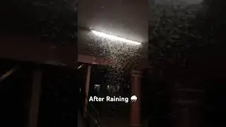 After Raining 🌧️🦗#short