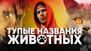 ТУПЫЕ НАЗВАНИЯ ЖИВОТНЫХ | Шеломанов