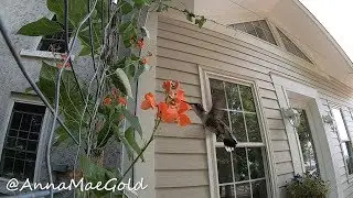 hummingbird