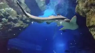 Тайланд. Бангкок. Sea Life Bangkok океанариум