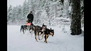 КУДАМА, ездовые собаки