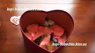тропические бабочки в красном сердце с окном