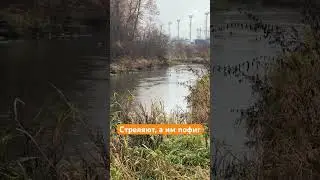 Бесстрашные пернатые 