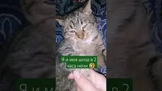 Знакомство с мистером котом 😂#юмор #кот #изжизни