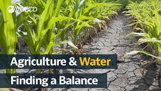 Agriculture and water. What's the issue, and what can policymakers do?