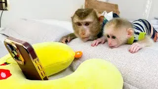 Monkey Kaka and Monkey Mit are curious about the monkeys in the phone
