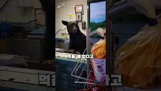 먹을 걸 찾아 매점까지 침입한 곰