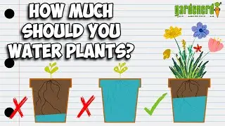How Much Should I Water My Plants?