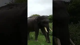 Minneriya National Park safari tour 🚕🙉 