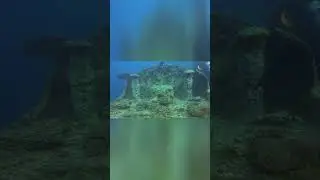 Железнодорожный вагон на палубе затонувшего корабля/A railroad car on the deck of a sunken ship