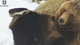 Как медведь нашёл валенки и решил их примерить🐻👢/Bear Mansur