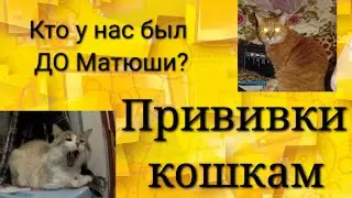 Кот получил паспорт! / Наши котики в кошачьем раю (фото) / Cat Matyusha received a Russian passport!