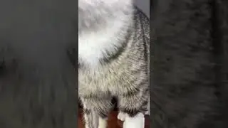 tik tok cat meme