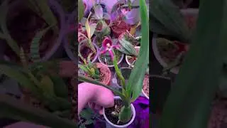 Encyclia The Black Comet 